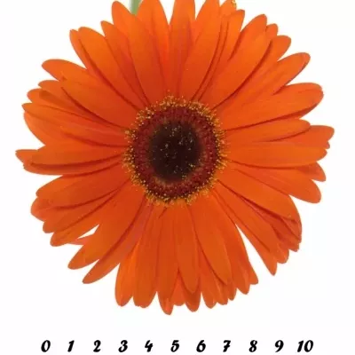 Gerbera GR MONARCH 10cm