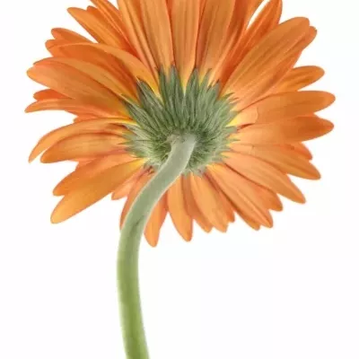 Gerbera GR MONARCH 10cm