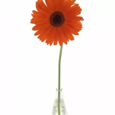 Gerbera GR MONARCH 10cm