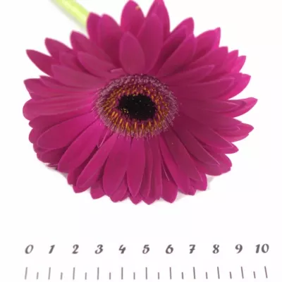 Gerbera GR MONETTA 10cm