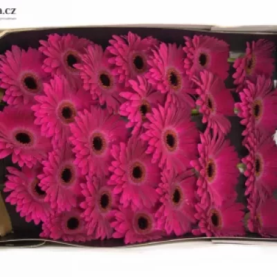 Gerbera GR MONETTA 10cm