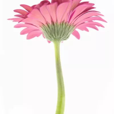 Gerbera GR MONETTA 10cm