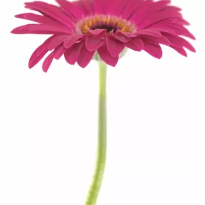 Gerbera GR MONETTA 10cm