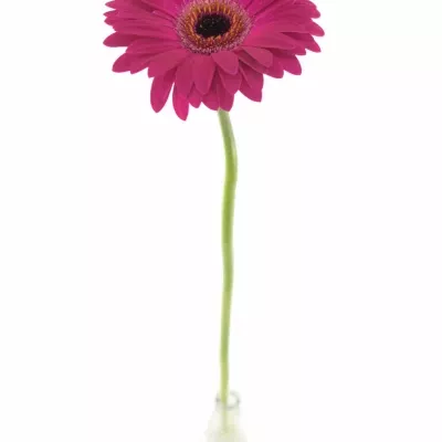 Gerbera GR MONETTA 10cm