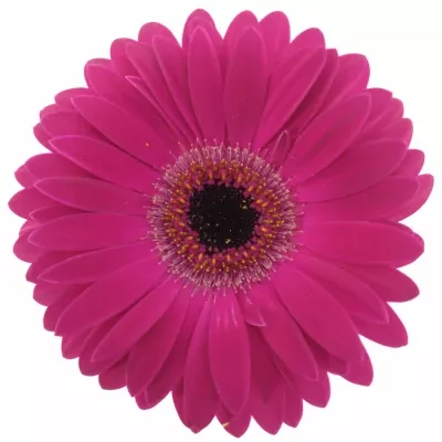 Gerbera GR MONETTA 10cm