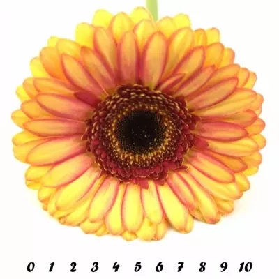 Gerbera GR MONKEY 10cm