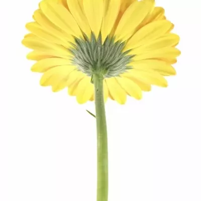 Gerbera GR MONKEY 10cm