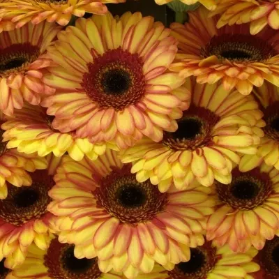 Gerbera GR MONKEY 10cm