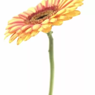 Gerbera GR MONKEY 10cm