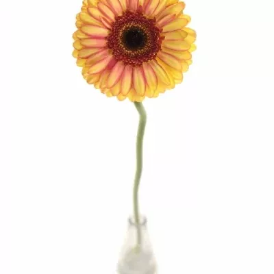 Gerbera GR MONKEY 10cm