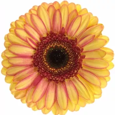 Gerbera GR MONKEY 10cm