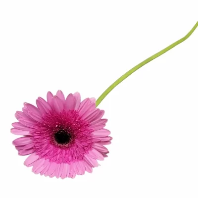 Gerbera GR MOZART