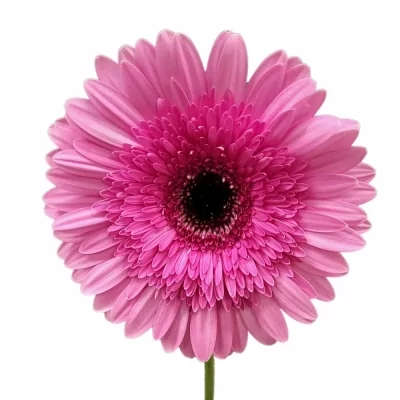 Gerbera GR MOZART