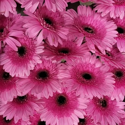 Gerbera GR MOZART