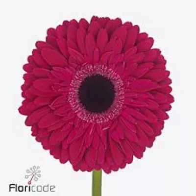 Gerbera GR MULAN