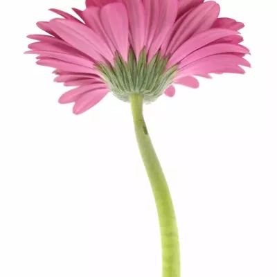 Gerbera GR NOUVEAU RICHE 10cm