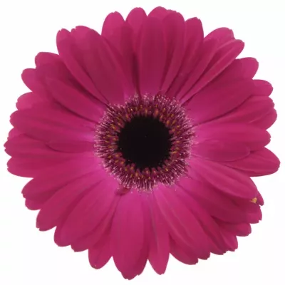 Gerbera GR NOUVEAU RICHE 10cm