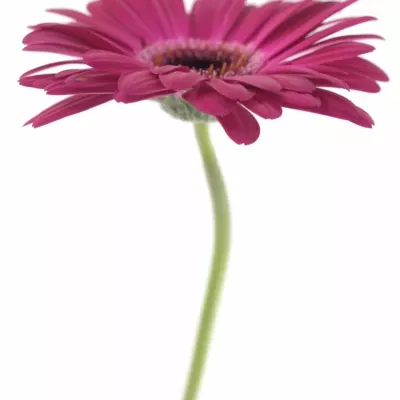 Gerbera GR NOUVEAU RICHE 10cm