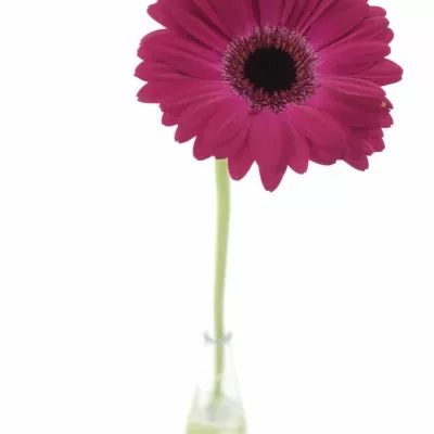 Gerbera GR NOUVEAU RICHE 10cm