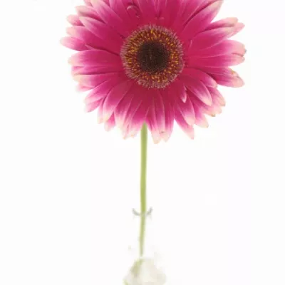 Gerbera GR NUANCE 10cm