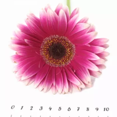 Gerbera GR NUANCE 10cm