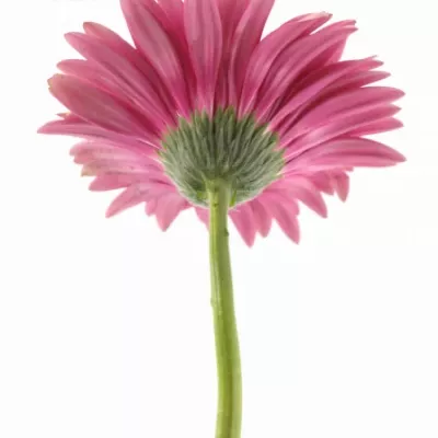 Gerbera GR NUANCE 10cm