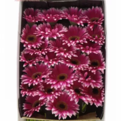 Gerbera GR NUANCE 10cm