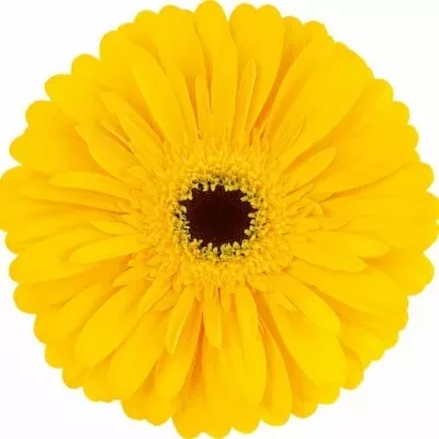 GERBERA GR OLYMPIC GOLD 10cm