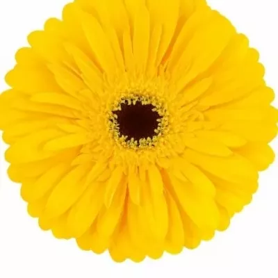 GERBERA GR OLYMPIC GOLD 10cm