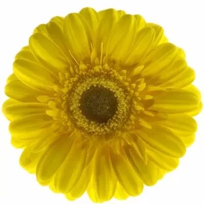 Gerbera GR OPHIR