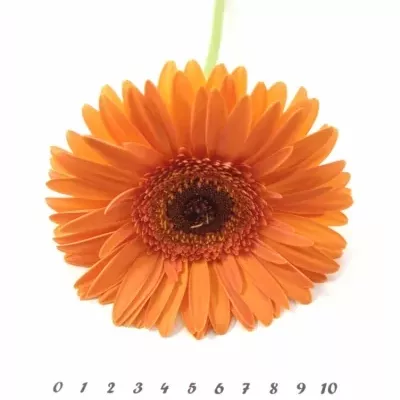 Gerbera GR OPTIMA 