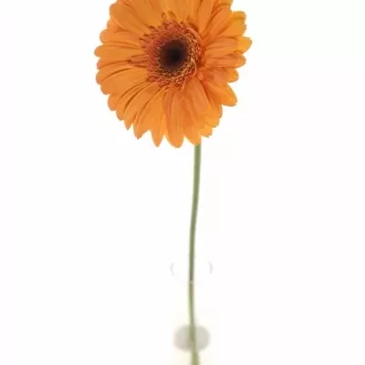 Gerbera GR OPTIMA 