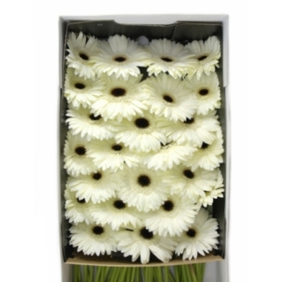 Gerbera GR OWEN 