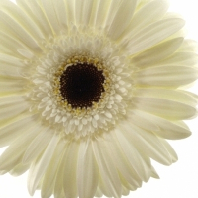 Gerbera GR OWEN 