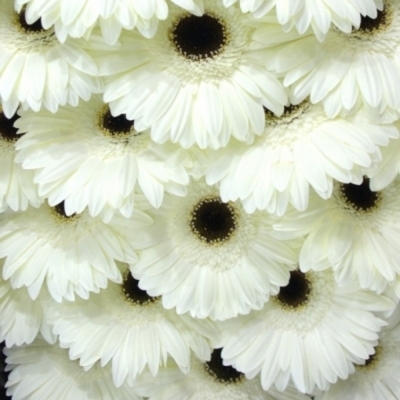 Gerbera GR OWEN 