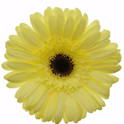 Gerbera GR PANNA