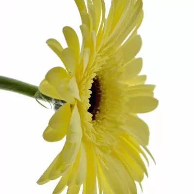 Gerbera GR PANNA