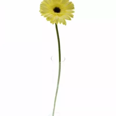 Gerbera GR PANNA