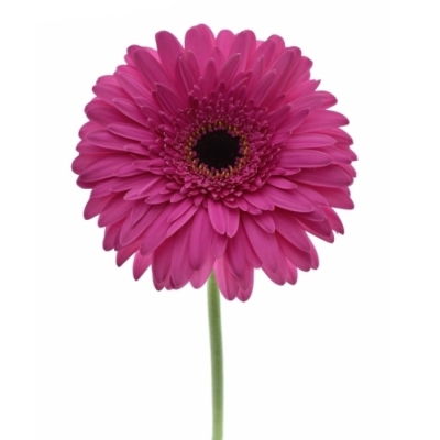 Gerbera GR PASSOA 