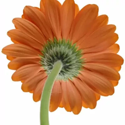 Gerbera GR PEPTALK 10cm