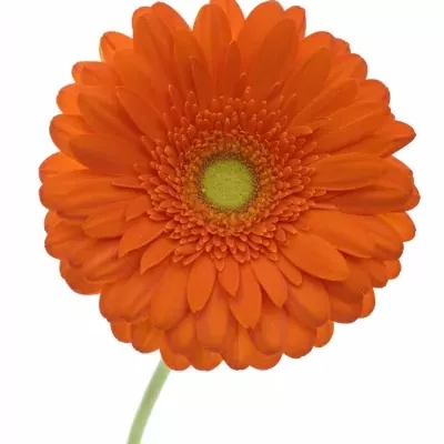 Gerbera GR PEPTALK 10cm