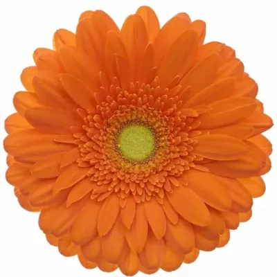 Gerbera GR PEPTALK 10cm