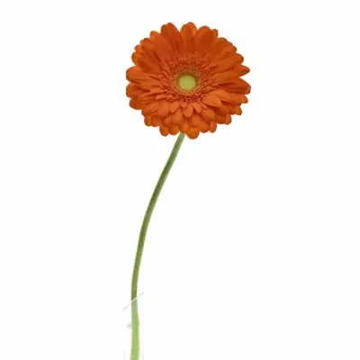 Gerbera GR PEPTALK 10cm