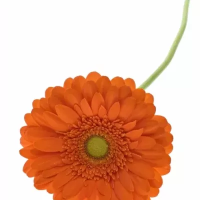 Gerbera GR PEPTALK 10cm