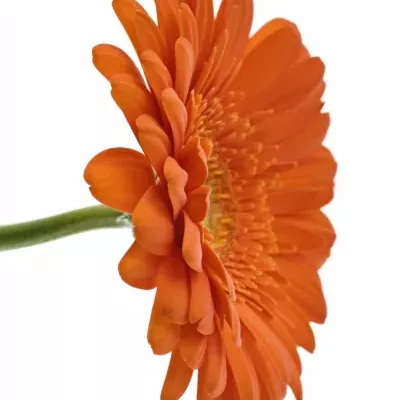 Gerbera GR PEPTALK 10cm