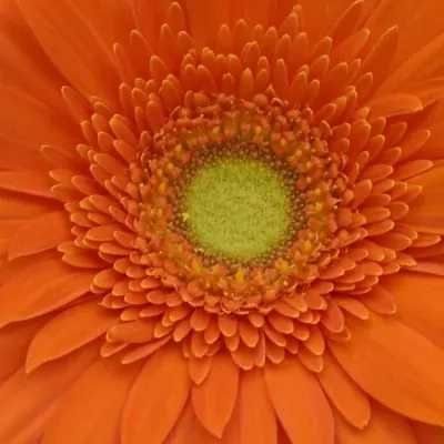 Gerbera GR PEPTALK 10cm