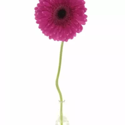 Gerbera GR PICOBELLO