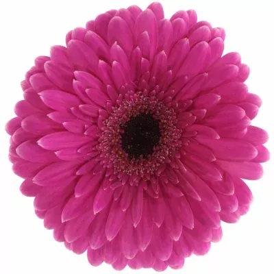 Gerbera GR PICOBELLO