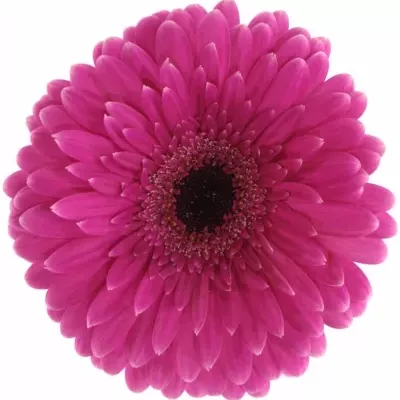 Gerbera GR PICOBELLO