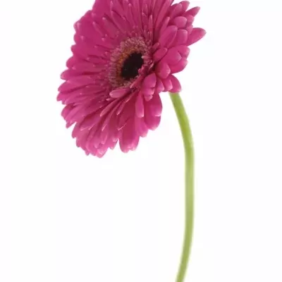 Gerbera GR PICOBELLO